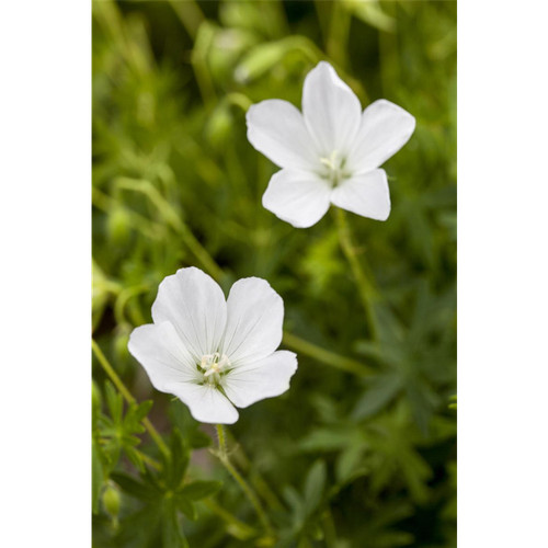 Geranium sanguineum album - sanguineum,