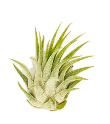 Tillandsia kolbii - , s