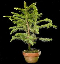 Bonsai - Picea - Fichte -