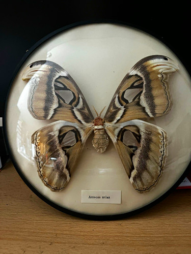 Attacus atlas schmetterling - atlas,
