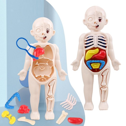 Menschlicher körper mit - 3d,