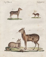 Moschustier musk deer Hirsch