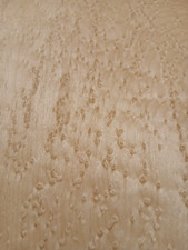 15 Blatt Vogelaugenahorn