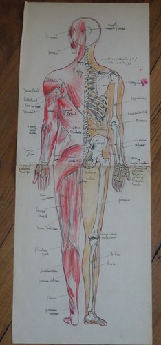 Grosse zeichnung anatomie - grosse, xx
