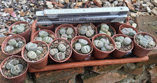 2 Stück Lithops spec. Mix
