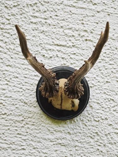 Rehbock gehörn auf holzschild - auf,