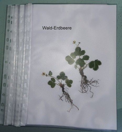 Pflanzen für herbarium - pflanzen,