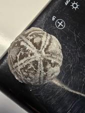  Seeigel Galerites Steinkern