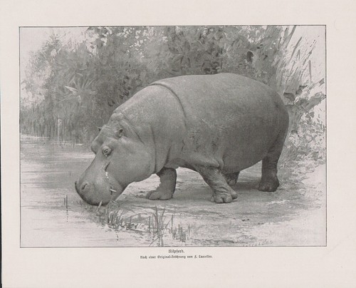 Flusspferd hippopotamus - flusspferd,