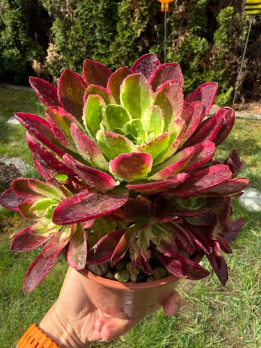 Anzeigeaeonium lace rose - anzeigeaeonium,