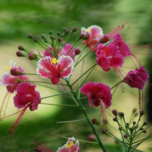 Pink peacock flower - pink,
