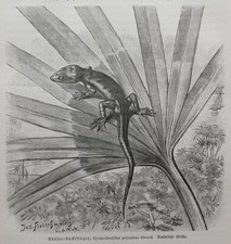 Südsee Nacktfinger Gecko  Gymnodactylus pelagieus   Holzstich  1912 Reptilien