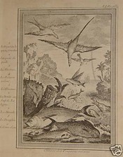 Albatross Dorade Dolphin