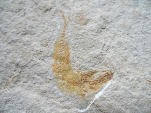 Versteinerungen fossilien - versteinerungen,
