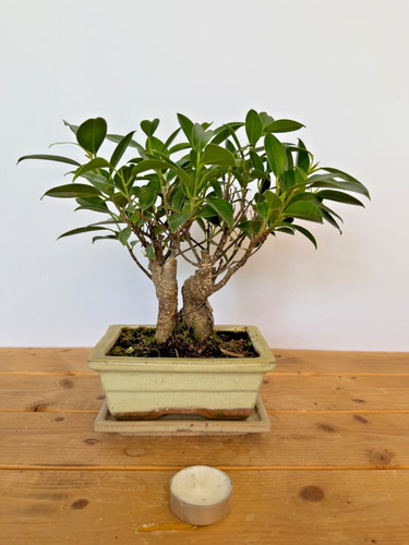 Zimmerbonsai ficus retusa - zimmerbonsai,