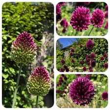 Kugellauch Allium sphaerocephalon schöner Zierlauch Rosenbegleiter Kugel-Lauch