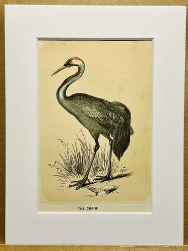 Reiher vögel ornithologie - reiher,
