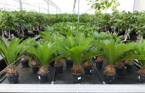 Cycas revoluta palmfarn - revoluta,