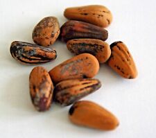 10 frische Samen der Mittelmeer Pinie (Pinus Pinea)