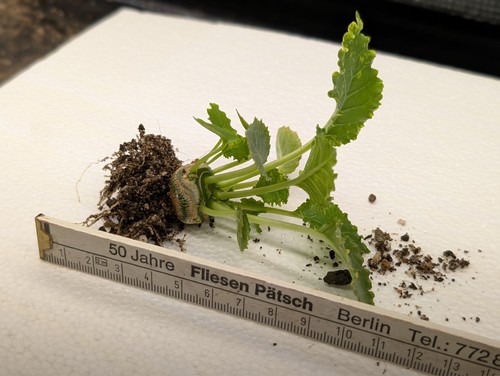 Caudexpflanze dorstenia - caudexpflanze, (dorstenia