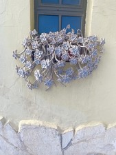 Graptopetalum paraguayense