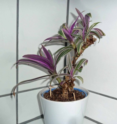 Tradescantia - , (rhoeo