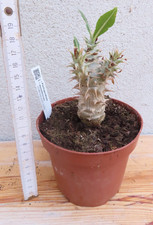 Pachypodium densiflorum 1 5.8