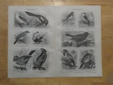 Genuine(1908) Woodblock Print