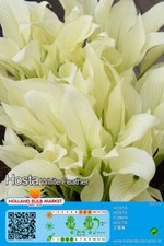 @//(◕‿◕)\@ Hosta -