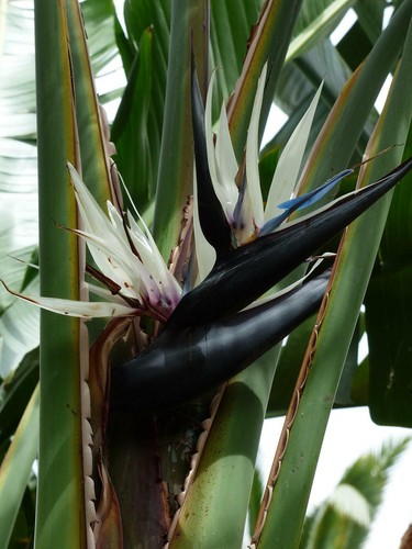 Strelitzia nicolai