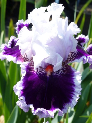 Schwertlilie iris darin - iris,