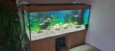 Juwel aquarium rio 240 - juwel,