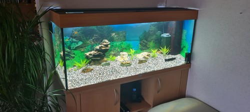 Juwel aquarium rio 240 - aquarium, l"