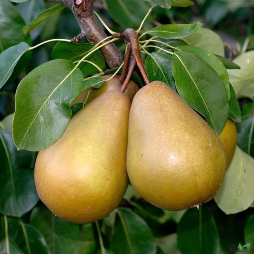 Birnenbaum williams christ - birnenbaum,