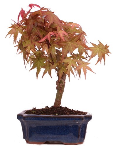 Bonsai acer palmatum - -, deshojo