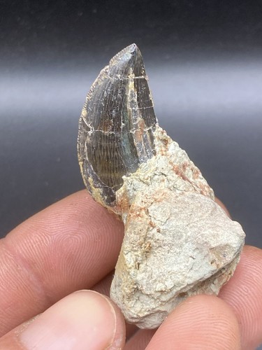 2 3 cm - /, 2,3