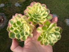 Aeonium Neptune Variegated -