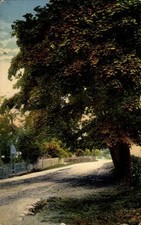 Ak Caputh Schwielowsee, Landschaftsaufnahme, breite Landstraße,... - 11293608