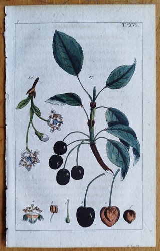Kirsche wilhelm - kirsche,