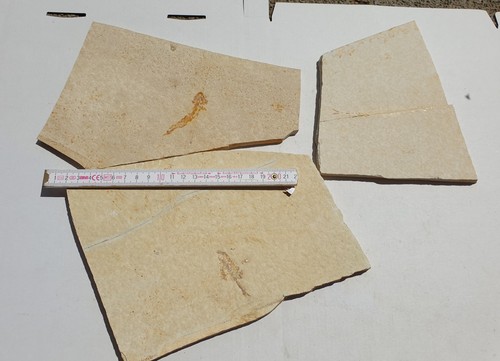 Fossile fische malm - -,
