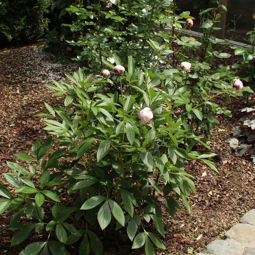 Pfingstrose paeonia shirley - paeonia,