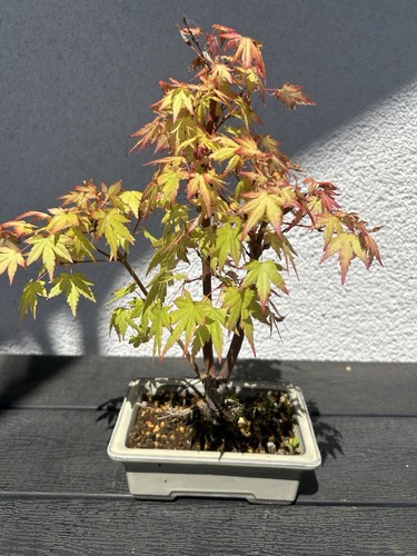 Bonsai fächerahorn acer - bonsai,