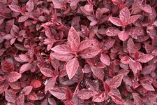 SAMEN Der rote Maier seltene Kräuter Pflanze vergessenes Gemüse aus dem Mittel