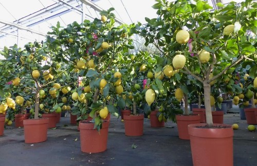 Zitronenbaum