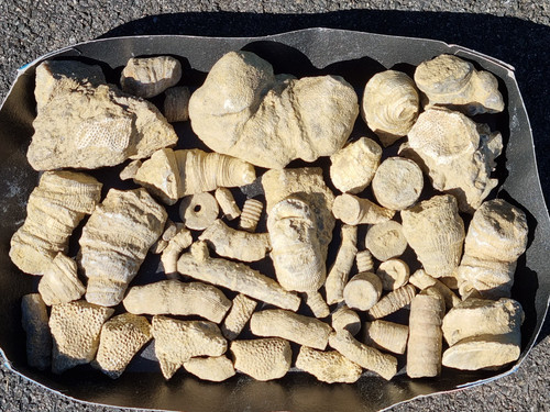 Konvolut fossilien korallen - fossilien,