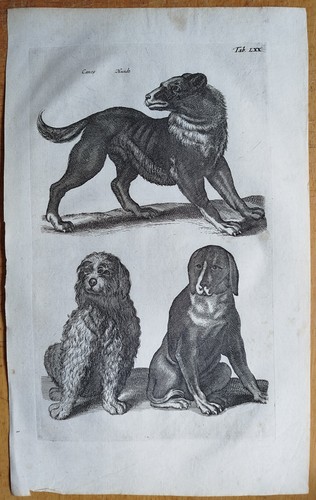 Hunde merian johnston - #, merian/johnston