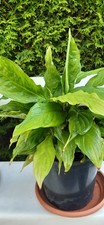 Großer Topf  Einblatt Spathiphyllum  Zimmerpflanze weiß blühend