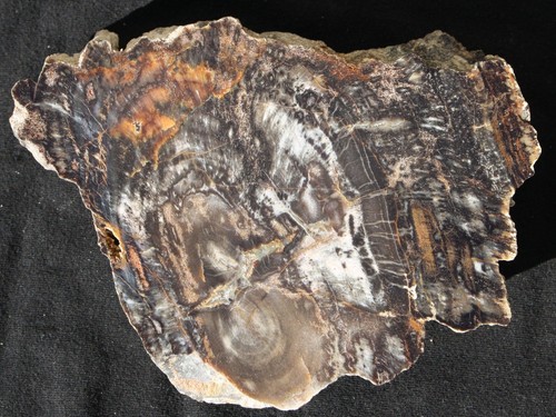 Versteinertes holz aus - versteinertes,