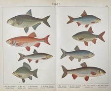 antike Grafik Fauna: Fische