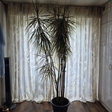 2,5 Mtr. großer Drachenbaum